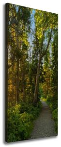 Tablou pe pânză canvas Calea în pădure