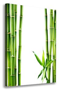 Tablou pe pânză canvas Bambus