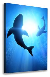 Print pe canvas siluete de rechini