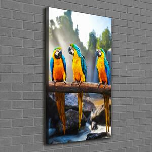 Print pe canvas papagali Macaws