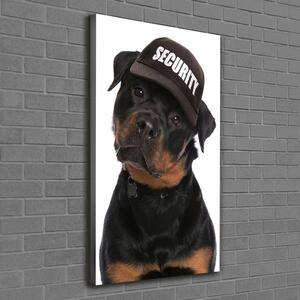 Imprimare tablou canvas Rottweiler într-un capac