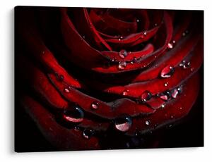 Tablou - Trandafir (70x50 cm)