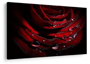 Tablou - Trandafir (90x60 cm)