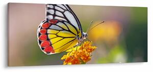 Tablou - Fluture pe floare (120x50 cm)