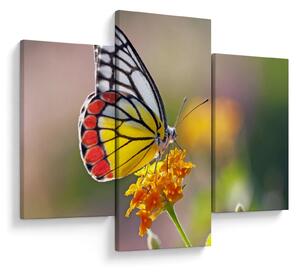 Tablou - Fluture pe floare (90x60 cm)