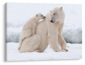 Tablou - Urs polar (70x50 cm)