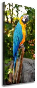 Tablou pe pânză canvas Ara papagal
