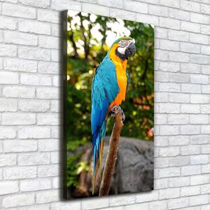 Tablou pe pânză canvas Ara papagal