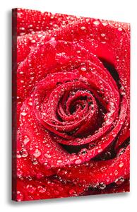 Pictură pe pânză Trandafir roșu