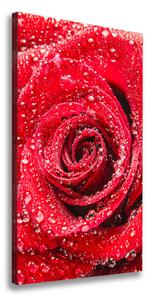 Pictură pe pânză Trandafir roșu