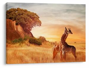Tablou Girafe în Africa (70x50 cm)