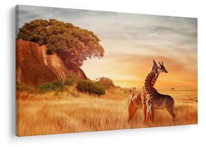 Tablou Girafe în Africa (90x60 cm)