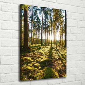 Imprimare tablou canvas o pădure de pini