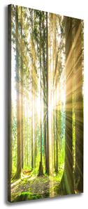 Imprimare tablou canvas Soare în pădure
