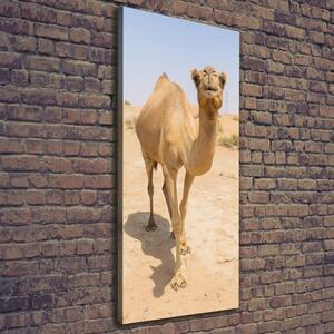 Pictură pe pânză Camel în deșert