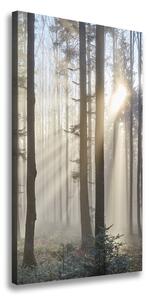 Tablou pe pânză Ceață în pădure