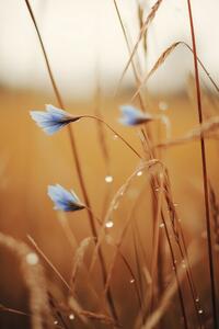 Fotografie Blue Corn Flowers, Treechild