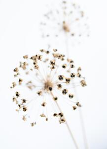 Fotografie Dried Flower_2_natural, Studio Collection