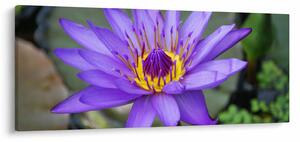 Tablou - Floare violet (120x50 cm)