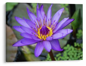 Tablou - Floare violet (70x50 cm)