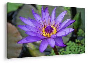 Tablou - Floare violet (90x60 cm)