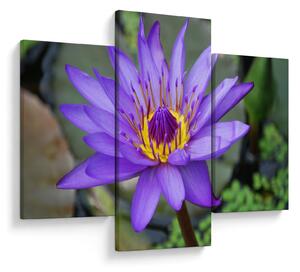 Tablou - Floare violet (90x60 cm)