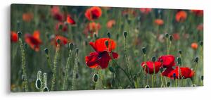 Tablou - Lunca cu maci (120x50 cm)