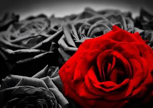 Fototapete. Trandafir rosu pe un fundal alb-negru Art.01230