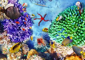 Fototapete, Recife coraliere si pesti multicolori Art.01297
