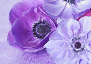 Fototapete, Respiratia violeta Art.01104