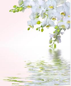 Fototapete, Orhidei albe deasupra apei Art.01138