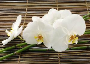 Fototapete, Orhidei albe, frumoase Art.01158