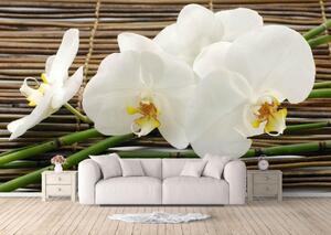 Fototapete, Orhidei albe, frumoase Art.01158
