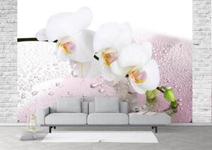 Fototapete, Orhidei albe si roua de dimineata Art.01141