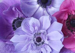 Fototapet. Violet Floral. Art.01093