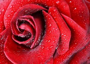 Fototapet. Trandafirul Rosu. Art.01196