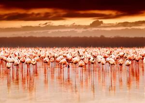 Fototapete cu flamingo roz la apusul soarelui Art.01280