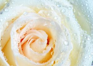 Fototapet. Trandafirul Galben si Roua diminetii. Art.01227