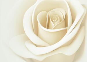Fototapet. Trandafir alb pastel. Art.01190