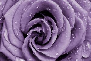 Fototapet. Trandafir Violet. Art.01204