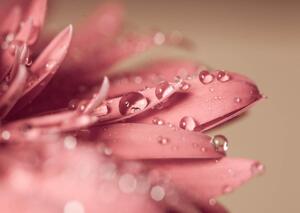 Fototapet. Roua pe petale roz. Art.01231