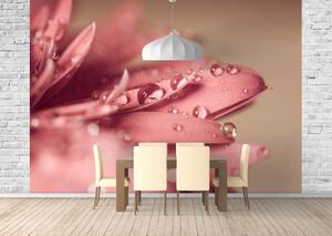 Fototapet. Roua pe petale roz. Art.01231