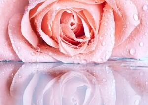 Fototapet. Reflectia Trandafirului. Art.01217