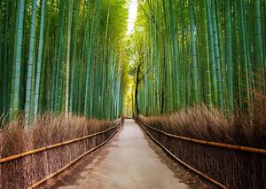 Fototapet. Padurea de Bambus. Art.01402