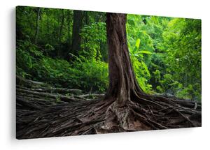 Tablou - Copac bătrîn cu rădăcini (90x60 cm)