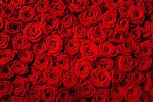 Fototapet. Magie in Trandafiri rosii. Art.01203