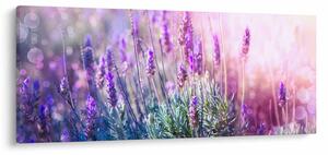 Tablou - Lavandă în strălucirea soarelui (120x50 cm)