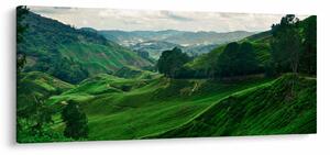 Tablou Plantații de ceai - Malaezia (120x50 cm)