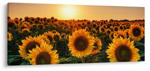 Tablou - Floarea soarelui (120x50 cm)