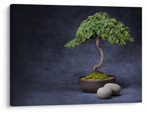 Tablou - Bonsai (70x50 cm)